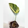 Monstera Aurea Variegated Borsigiana Live Plant - Single Leaf Potted Houseplant - Image 1