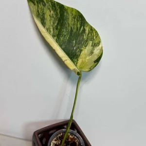 Monstera Aurea Variegated Borsigiana Live Plant - Single Leaf Potted Houseplant - Image 2
