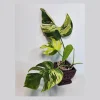 Monstera Aurea Variegated Borsigiana Live Plant - Tropical Indoor Houseplant - Image 1