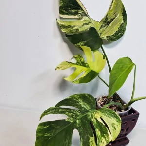 Monstera Aurea Variegated Borsigiana Live Plant - Tropical Indoor Houseplant - Image 3