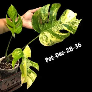 Monstera Aurea Variegated Live Plant - Rare Tropical Houseplant for Indoors - Image 3