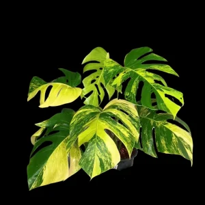 Monstera Aurea Variegated Live Plant - Rare Tropical Houseplant for Indoors - Image 1