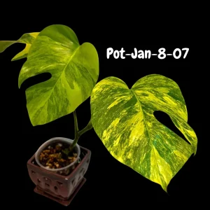 Monstera Aurea Variegated Live Plant - Rare Tropical Houseplant for Indoors - Image 5