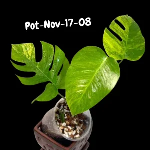 Monstera Aurea Variegated Live Plant - Rare Tropical Houseplant for Indoors - Image 6