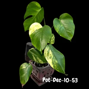 Monstera Aurea Variegated Live Plant - Rare Tropical Houseplant for Indoors - Image 7