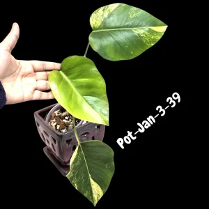 Monstera Aurea Variegated Live Plant - Rare Tropical Houseplant for Indoors - Image 8