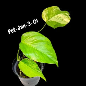 Monstera Aurea Variegated Live Plant - Rare Tropical Houseplant for Indoors - Image 9