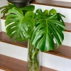 Monstera Deliciosa Cuttings - Live Plant - Split Leaf Indoor Houseplant - Image 1