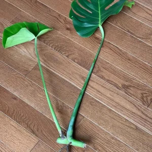 Monstera Deliciosa Cuttings - Live Plant - Split Leaf Indoor Houseplant - Image 6