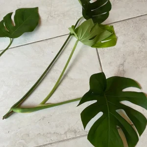 Monstera Deliciosa Cuttings - Live Plant - Split Leaf Indoor Houseplant - Image 9