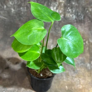 Monstera Deliciosa Live Plant – 4 inch Grow Pot – Tropical Houseplant – Easy Care - Image 5