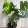 Monstera Deliciosa Live Plant - 6 inch Pot - Fruit Producing Indoor Air Purifier - Image 1