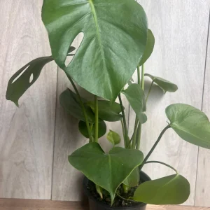 Monstera Deliciosa Live Plant - 6 inch Pot - Fruit Producing Indoor Air Purifier - Image 5