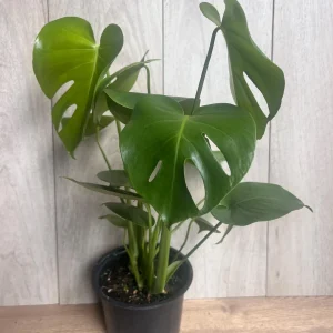 Monstera Deliciosa Live Plant - 6 inch Pot - Fruit Producing Indoor Air Purifier - Image 6