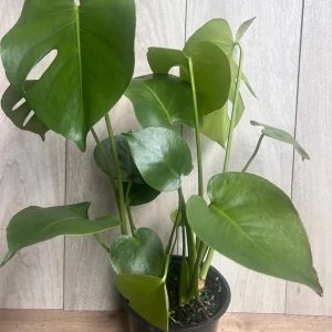 Monstera Deliciosa Live Plant - 6 inch Pot - Fruit Producing Indoor Air Purifier - Image 7