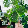 Monstera Deliciosa Live Plant - Easy Care Indoor Houseplant - Air Purifier - Image 1