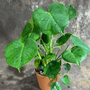 Monstera Deliciosa Live Plant - Easy Care Indoor Houseplant - Air Purifier - Image 5