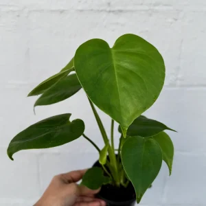 Monstera Deliciosa Live Plant - Easy Care Indoor Houseplant - Air Purifier - Image 6