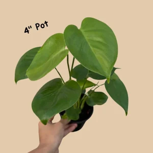 Monstera Deliciosa Live Plant - Easy Care Indoor Houseplant - Air Purifier - Image 7