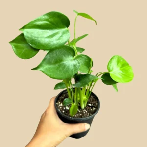 Monstera Deliciosa Live Plant - Easy Care Indoor Houseplant - Air Purifier - Image 8