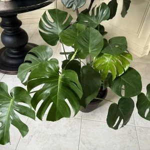 Monstera Deliciosa Live Plant – Mature 3ft Wide in 2 Gallon Pot – Indoor Large Plant - Image 2