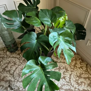 Monstera Deliciosa Live Plant – Mature 3ft Wide in 2 Gallon Pot – Indoor Large Plant - Image 3