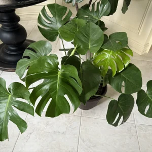 Monstera Deliciosa Live Plant – Mature 3ft Wide in 2 Gallon Pot – Indoor Large Plant - Image 4