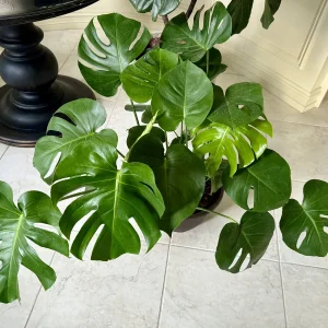 Monstera Deliciosa Live Plant – Mature 3ft Wide in 2 Gallon Pot – Indoor Large Plant - Image 6