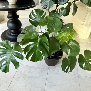 Monstera Deliciosa Live Plant – Mature 3ft Wide in 2 Gallon Pot – Indoor Large Plant - Image 8