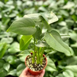 Monstera Deliciosa Live Plant - Swiss Cheese Houseplant for Indoor, 4-6 inch Pot - Image 2