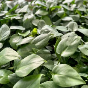 Monstera Deliciosa Live Plant - Swiss Cheese Houseplant for Indoor, 4-6 inch Pot - Image 3