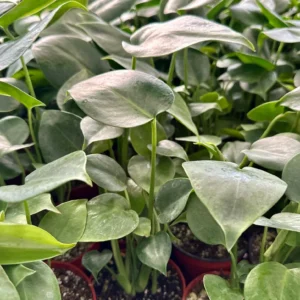 Monstera Deliciosa Live Plant - Swiss Cheese Houseplant for Indoor, 4-6 inch Pot - Image 5