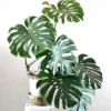 Monstera Deliciosa Live Plant - Swiss Cheese Plant Starter - Indoor Houseplant - Image 1