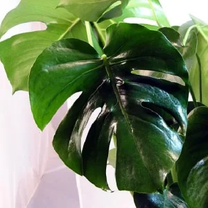 Monstera Deliciosa Split Leaf Philodendron Live Plant 6