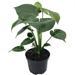 Monstera Deliciosa Split Leaf Philodendron Live Plant 6