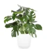 Monstera Deliciosa Swiss Cheese Plant Starter Live Plant - Round Form - Image 1