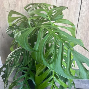 Monstera Esqueleto Live Plant - Large 10 inch Pot, Rare Aroid, Indoor - Image 2