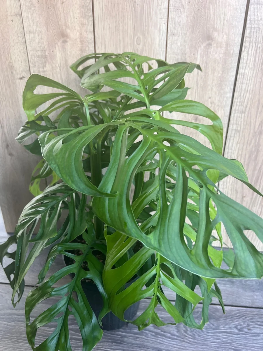 Monstera Esqueleto Live Plant - Large 10 inch Pot, Rare Aroid, Indoor - Image 2