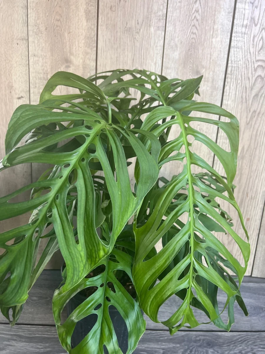 Monstera Esqueleto Live Plant - Large 10 inch Pot, Rare Aroid, Indoor - Image 3