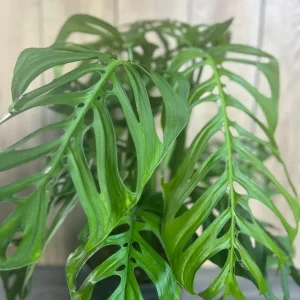 Monstera Esqueleto Live Plant - Large 10 inch Pot, Rare Aroid, Indoor - Image 4
