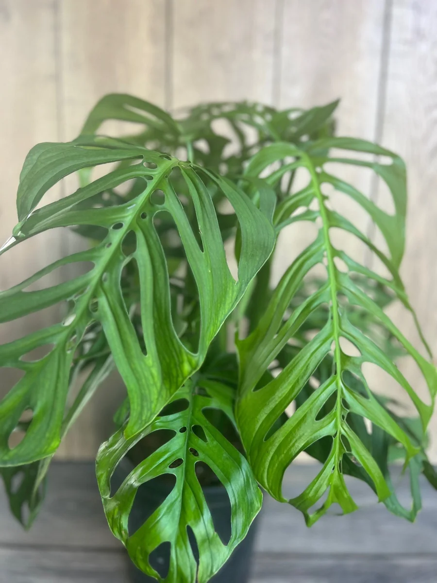 Monstera Esqueleto Live Plant - Large 10 inch Pot, Rare Aroid, Indoor - Image 4