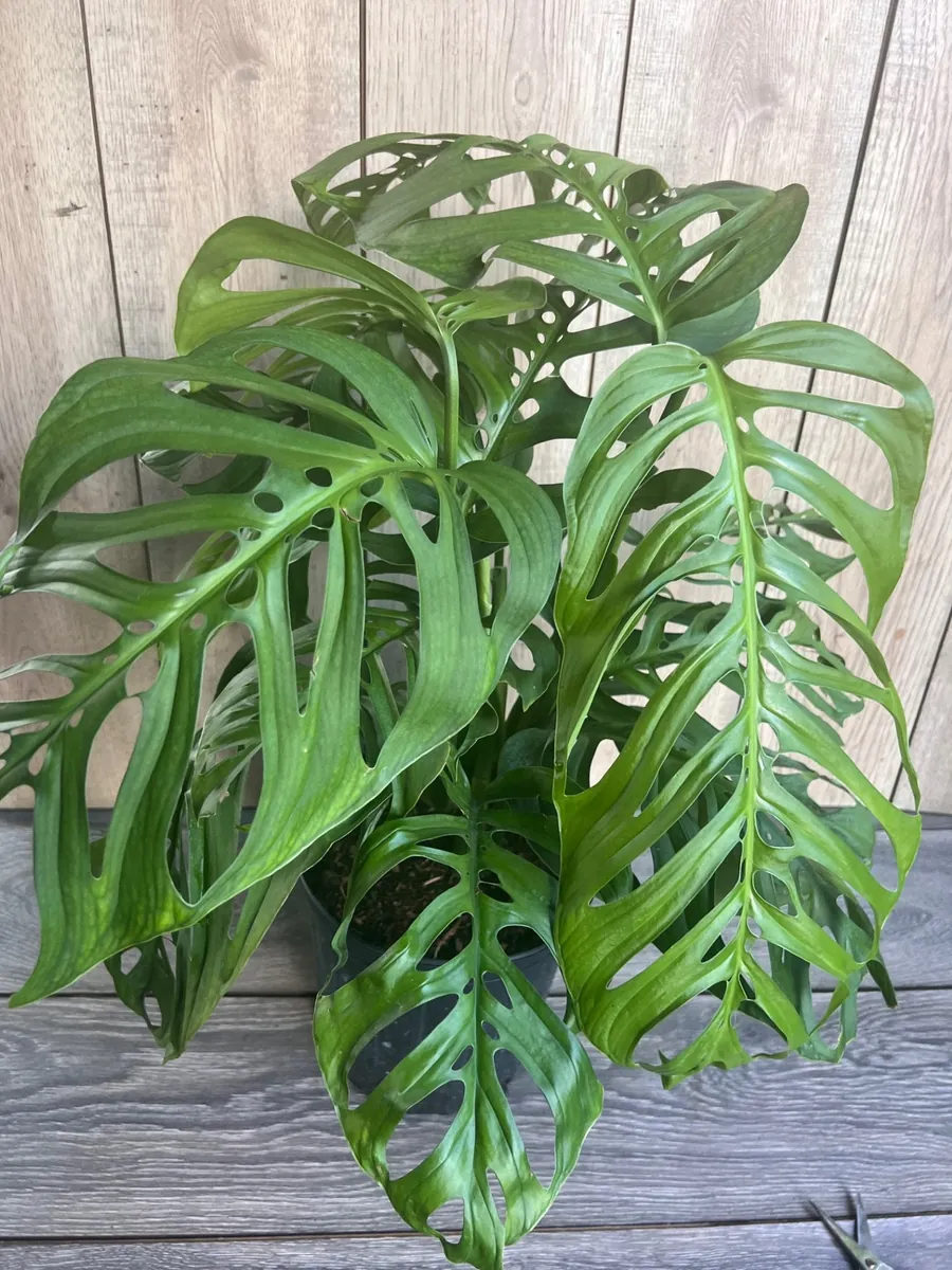 Monstera Esqueleto Live Plant - Large 10 inch Pot, Rare Aroid, Indoor - Image 5