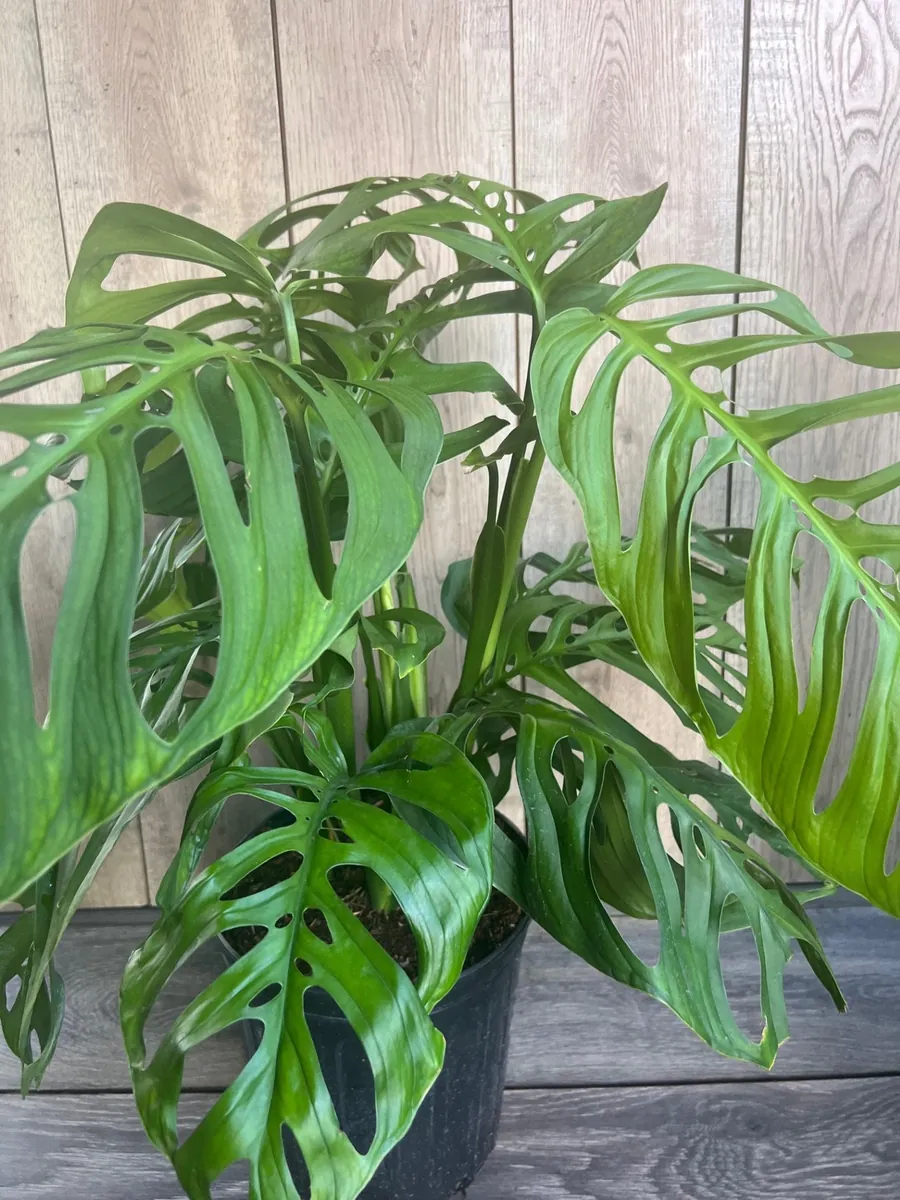 Monstera Esqueleto Live Plant - Large 10 inch Pot, Rare Aroid, Indoor - Image 1