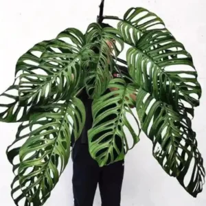 Monstera Esqueleto Live Plant - Rare Aroid Houseplant Starter - Image 1