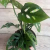Monstera Esqueleto Live Plant – Rare Aroid with Fenestrated Leaves – 4 inch Pot – Indoor - Image 1