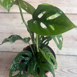 Monstera Esqueleto Live Plant – Rare Aroid with Fenestrated Leaves – 4 inch Pot – Indoor - Image 1