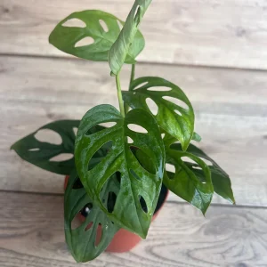 Monstera Esqueleto Live Plant – Rare Aroid with Fenestrated Leaves – 4 inch Pot – Indoor - Image 4