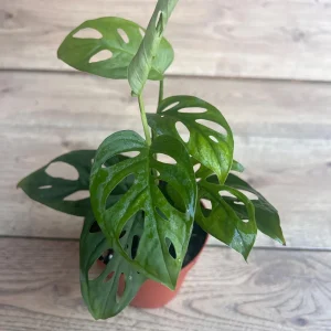 Monstera Esqueleto Live Plant – Rare Aroid with Fenestrated Leaves – 4 inch Pot – Indoor - Image 6