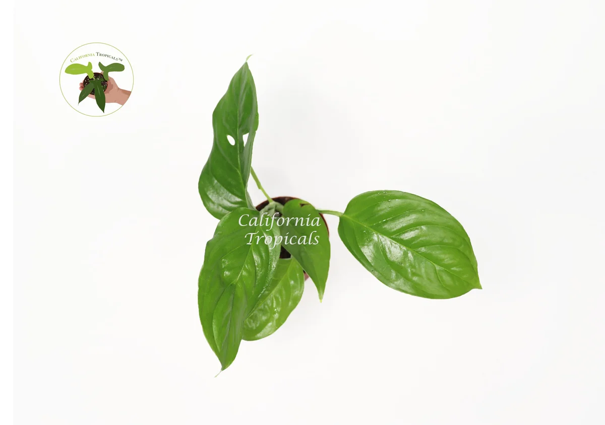 Monstera Laniata Live Plant – 3 inch Pot – Rare Aroid Houseplant – Indoor - Image 2