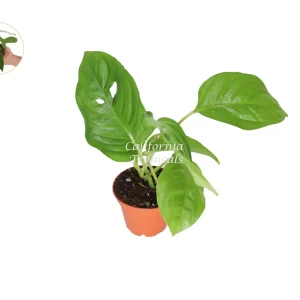 Monstera Laniata Live Plant – 3 inch Pot – Rare Aroid Houseplant – Indoor - Image 1